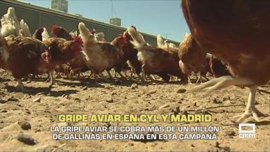 Gripe aviar en Castilla y León y Madrid - 02/10/2025