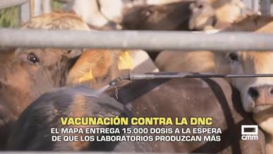 Vacunación contra la DNC. El MAPA entrega 15.000 dosis - 07/10/2025