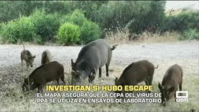 El MAPA asegura que la cepa del virus de PPA se usa en ensayos de laboratorio - 09/12/2025