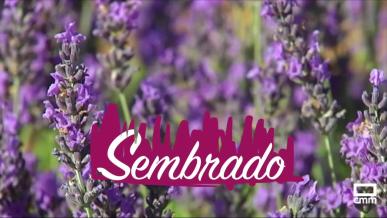 SEMBRADO