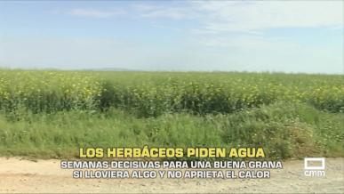 Los herbáceos piden agua - 27/04/2026