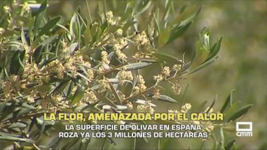 La superficie de olivar en España roza los 3 millones de hectáreas - 21/05/2026