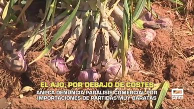El ajo, por debajo de costes - 03/06/2026