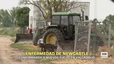 Confirmados cuatro focos de la enfermedad de Newcastle en Valladolid - 23/06/2026