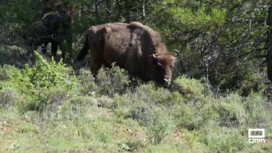 Bisontes y caballos salvajes transformando territorios del Alto Tajo