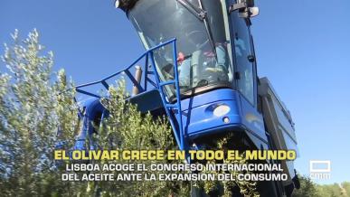 El olivar crece en todo el mundo - 02/07/2026