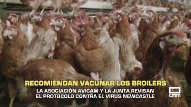 Recomiendan vacunar los broilers- 14/07/2026