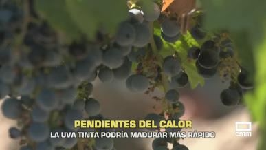 La uva tinta podría madurar más rápido - 10/08/2026
