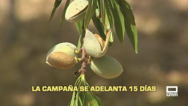 La campaña de almendra se adelanta 15 días - 11/08/2026