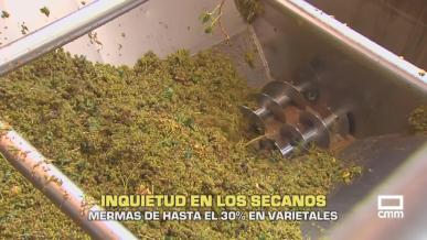 Inquietud en los secanos, mermas de hasta el 30 % en varietales - 14/08/2026
