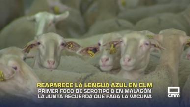 Reaparece la lengua azul en Castilla-La Mancha - 15/09/2026
