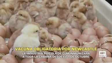 Vacuna obligatoria por Newcastle - 17/09/2026