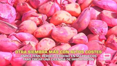 Otra siembra de ajo con altos costes - 28/09/2026