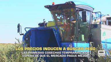 Los bajos precios del aceite podrían retrasar las recolecciones tempranas- 15/10/2026