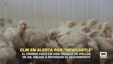 Castilla-La Mancha en alerta por "newcastle" - 19/10/2026
