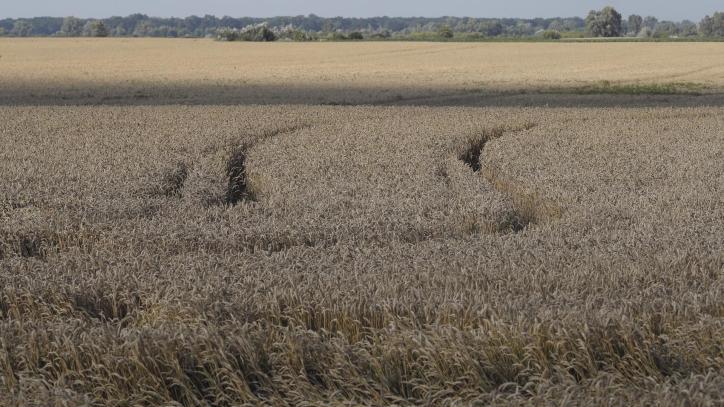 Kyiv (Ukraine), 18/07/2023.- A general view showing a wheat field near Kyiv, Ukraine, 18 July 2023. A deal brokered by Turkey and the United Nations to ensure the safe export of grain from Ukrainian ports expired on 17 July 2023 and Russia withdrew from the deal allowing Ukraine to safely export grain through the Black Sea. The war in Ukraine, which started when Russia entered the country in February 2022, marked in July its 500th day. According to the UN, since the conflict started, more than 9000 civilians have been killed and more than 6 million others are now refugees worldwide. (Rusia, Turquía, Ucrania, Kiev) EFE/EPA/SERGEY DOLZHENKO