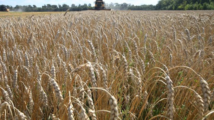 Campo de trigo en Jarkov, Ucrania, (Foto de ARCHIVO) 30/7/2022