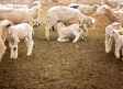 Detectado un foco de viruela ovina y caprina en Castilla-La Mancha