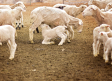 Sacrificar al ganado es 'la única vía de actuación' para evitar la extensión de la viruela ovina y caprina