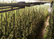 Cinco detenidos y 1.800 plantas de marihuana intervenidas en Hormigos (Toledo)