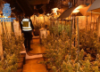 Desmantelada una plantación de marihuana indoor en Alcázar de San Juan (Ciudad Real)