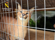 Localizados dos felinos protegidos que habían sido vendidos de forma ilegal en Toledo
