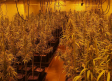 Desmantelada una plantación en el interior de una vivienda en El Casar en la que había 645 plantas de cannabis