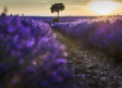 Programa de actividades para la Floración de la Lavanda 2024 en Brihuega