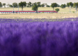 Así es viajar a Brihuega en el "Tren de la Lavanda"