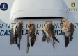 Sancionan a cazadores de Ciudad Real por incumplir las normas en la media veda