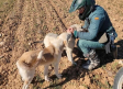Detenido un vecino de Romancos por apalear a un perro hasta matarlo