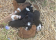 Nueve cachorros rescatados de morir ahogados en una arqueta en Alcubillas