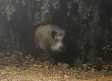 Una piara de jabalíes invade una urbanización de Uceda