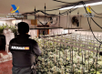 Desmantelan una plantación de marihuana oculta en una vivienda de Trijueque