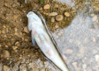 Aparecen varios peces muertos en el Júcar, cerca de Villar de Olalla