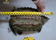 Investigada una mujer en Almansa que tenía en su patio, de forma ilegal, una tortuga caimán