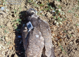 Investigado por la muerte de un halcón peregrino en la Alcarria
