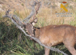 Liberan a un ciervo atrapado en un valla en Aguas Nuevas, Albacete