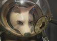 Laika, la perra que hace 60 años abrió las puertas del espacio a la humanidad
