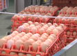 El pesticida fipronil, detrás de la subida del precio del huevo