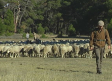 Falta de abastecimiento para el ganado: así afecta la sequía a la trashumancia
