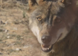 Los ataques del lobo generan pérdidas de 4 millones de euros anuales