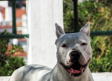 Juicio a un hombre en Albacete por abandonar varias semanas a un perro en una terraza