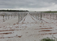 El granizo destroza unas 1.500 hectáreas de viñedo en Socuéllamos