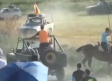 PACMA denuncia el atropello de un toro en un encierro por el campo en Centenera