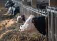 Arranca el plazo de ayudas para la vacunación del ganado contra la lengua azul