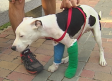 Rescatan en Palomeque (Toledo) a un perro con las patas fracturadas de forma intencionada