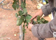 Las lluvias de primavera y verano afectan a la producción de pistacho