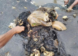 115 vasos, 25 bolsas: los seis kilos de plásticos que tragó un cachalote muerto en Indonesia