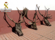 Cuatro detenidos por caza furtiva en una finca de Almadén (Ciudad Real)